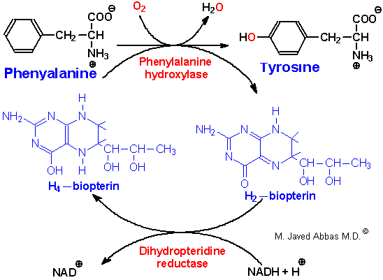 Фенилаланин биохимия. Биоптерин фенилаланин. Тирозин дегидроксилирование. Фенилаланин гидроксилаза. Фенилаланин 4 гидроксилаза формула.